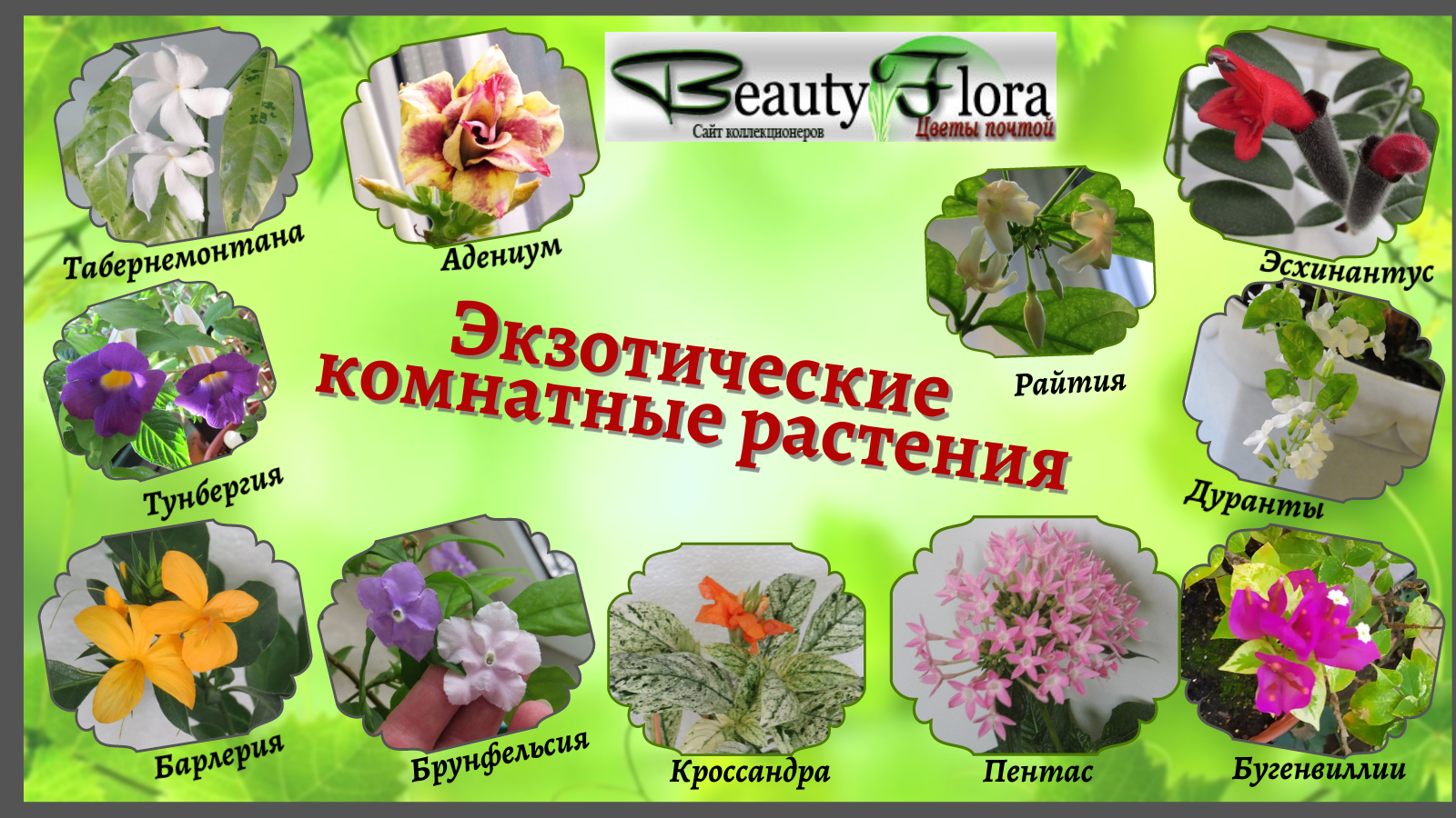 beautyflora