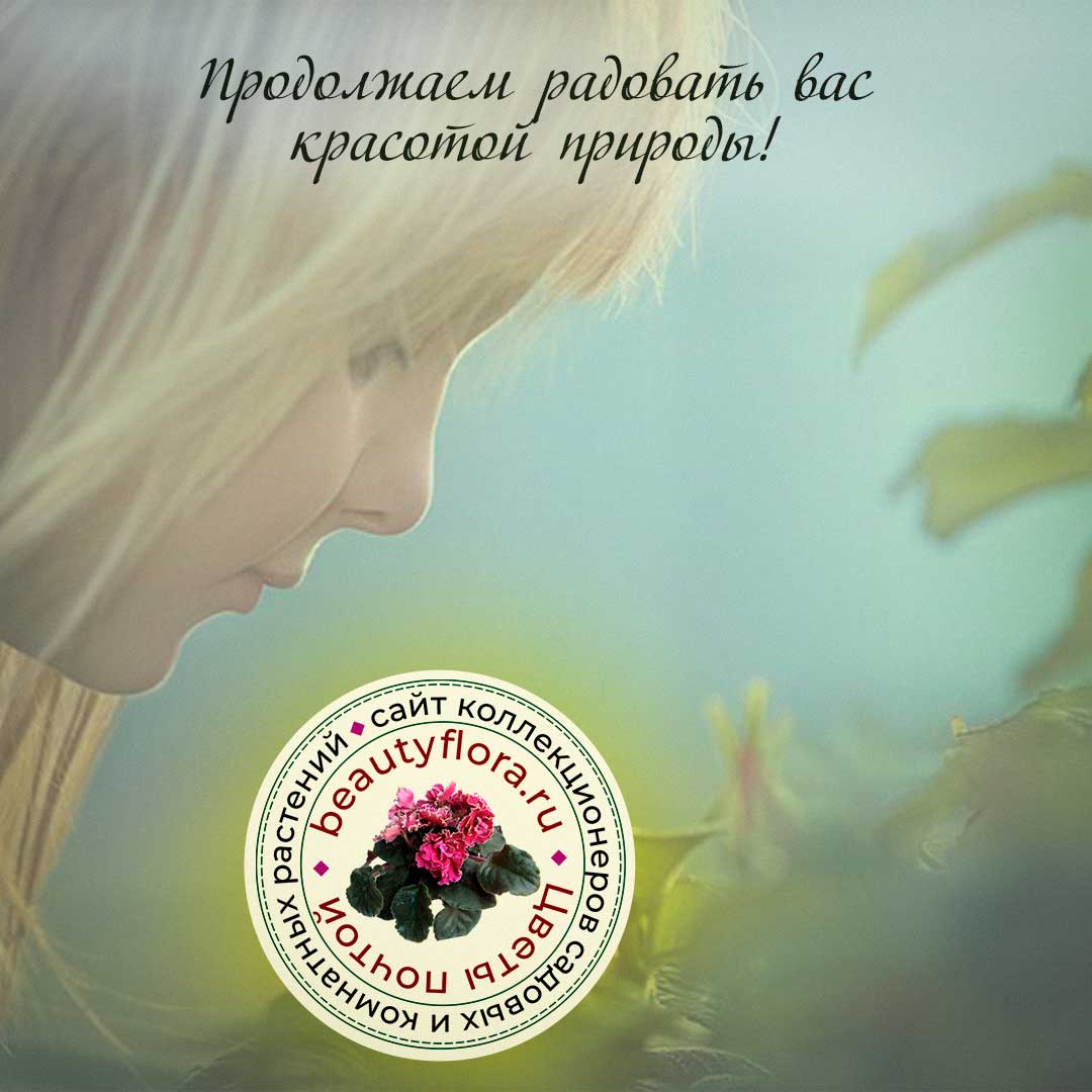 Beautyflora: Жара. Растения пока не отправляем - Цветы почтой