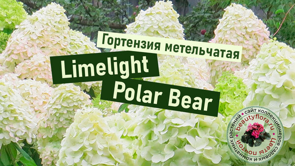 Limelight-Polar-Bear.jpg