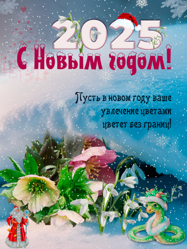 2025-морозник1.png