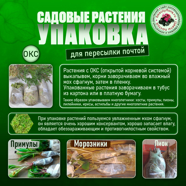 Сад-упаковка.jpg