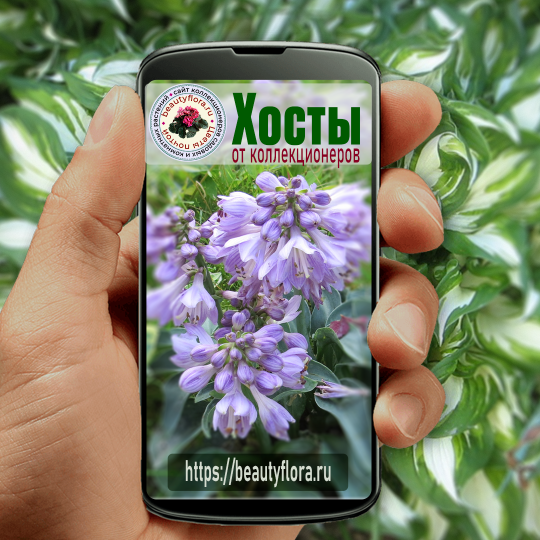 Сочный дизайн-3 BF.png