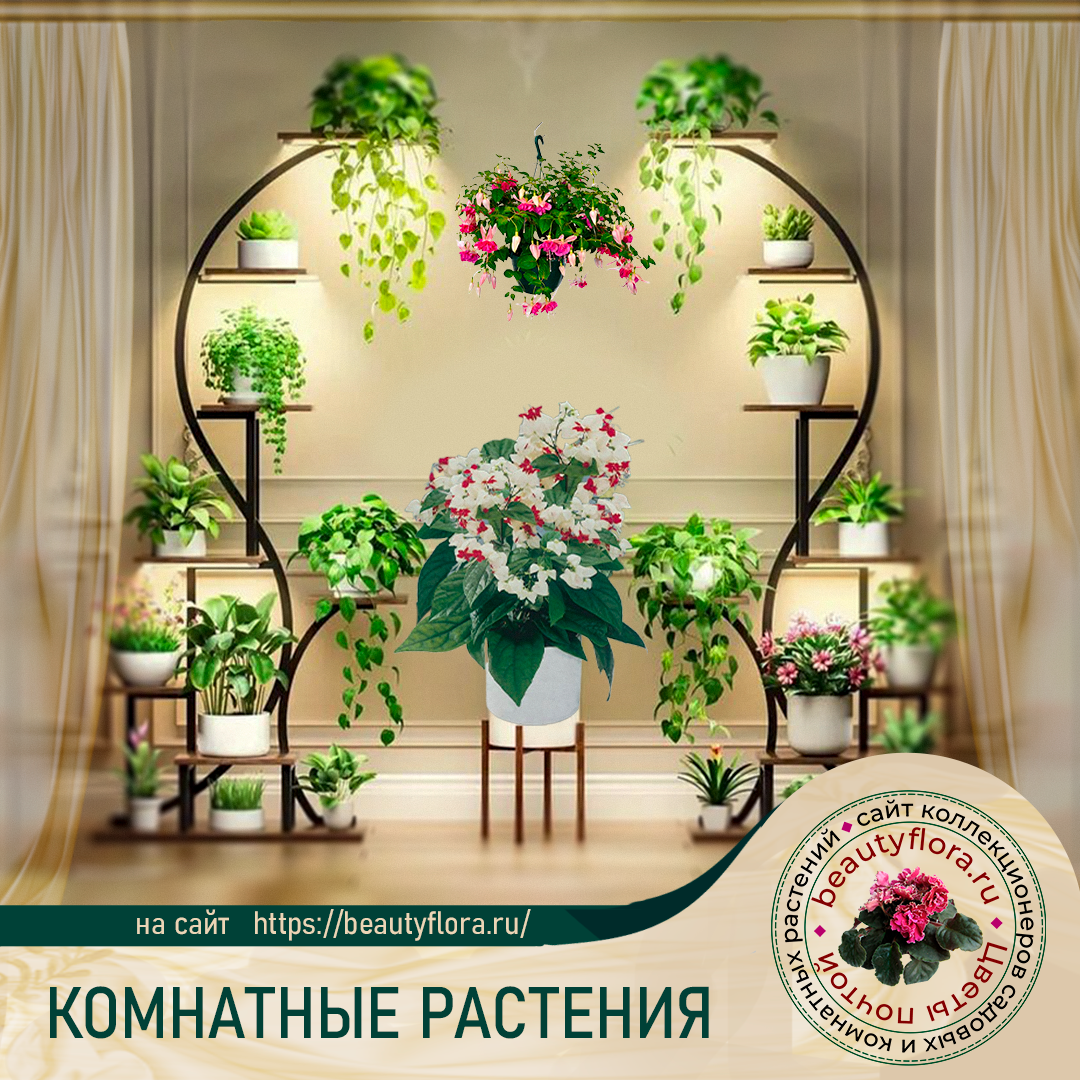 комн-кнопка2.jpg