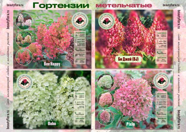 КАталог горты 3.png