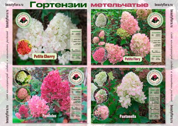 КАталог горты 1.png