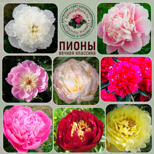 пион3.jpg