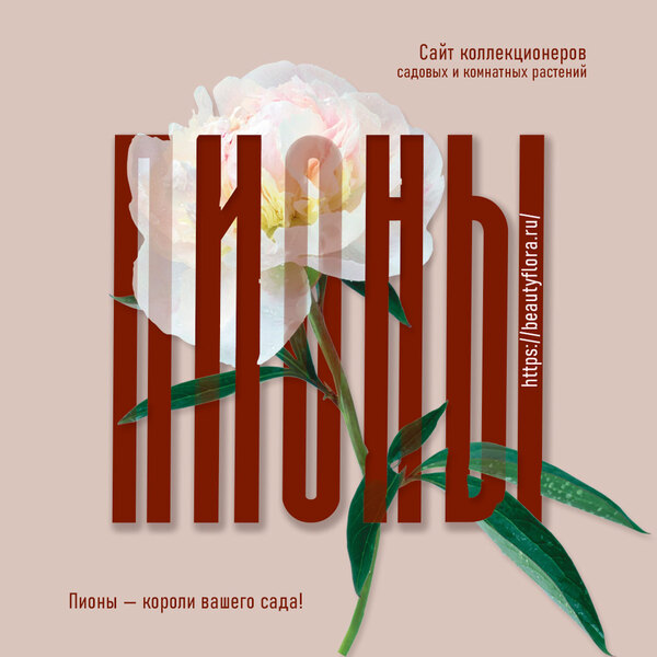 пион-2.jpg