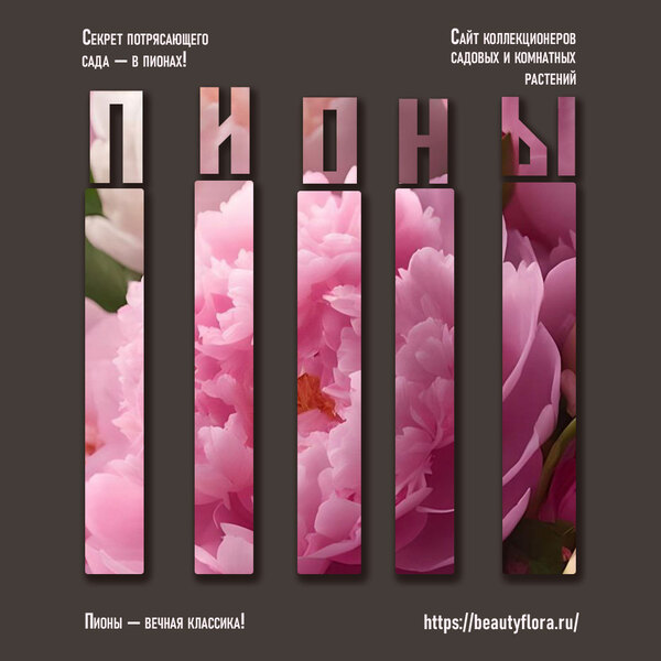 Пион-1.jpg