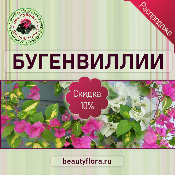 BF-буги-растяжка-скидки1.jpg