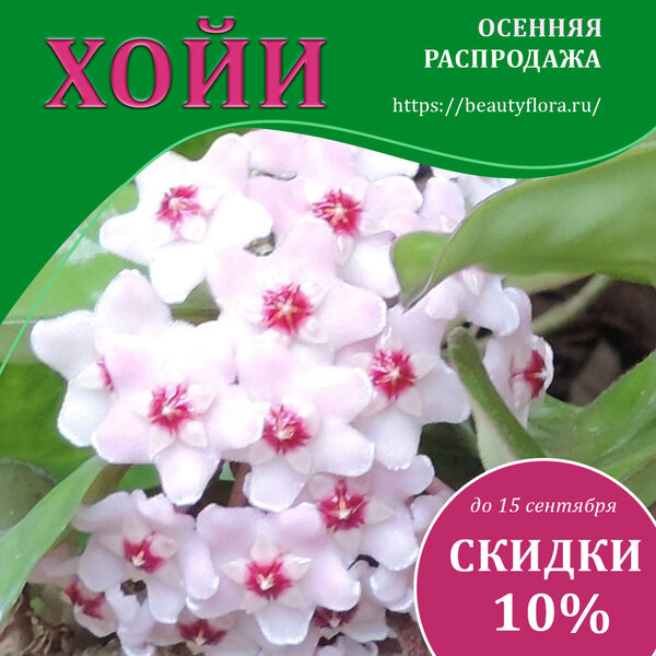 Хойи-распродажа.jpg