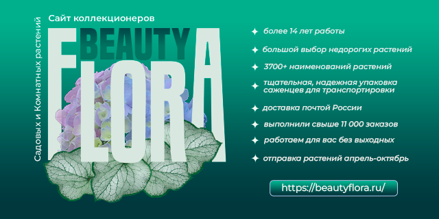 Сочный дизайн-3 BF.png