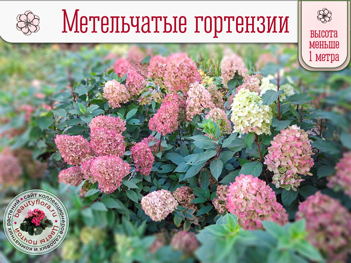 Сочный дизайн-3 BF.png