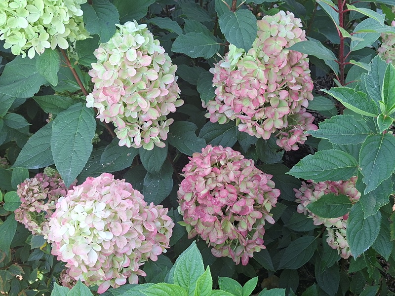 Bonfire 20250912 (4).jpg