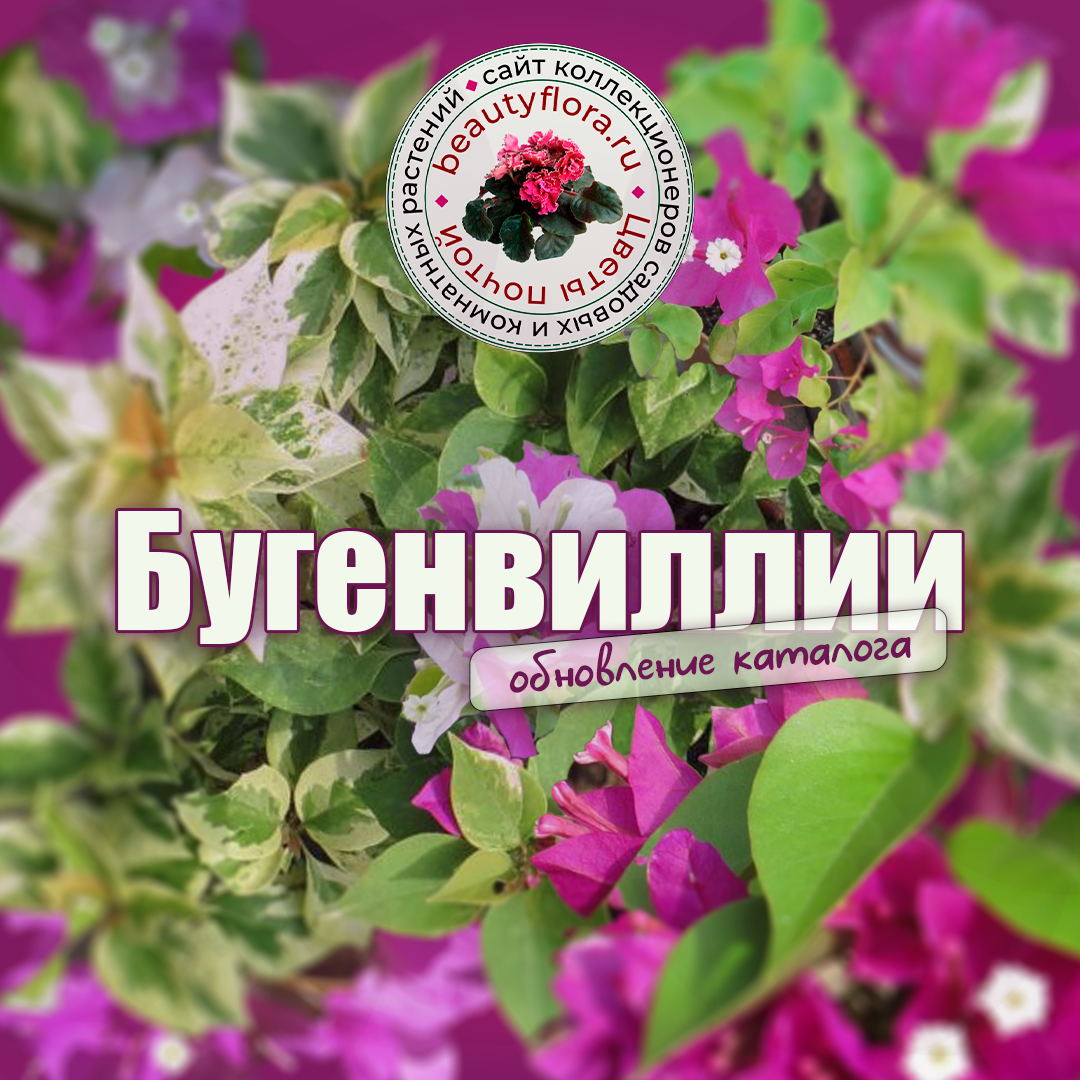 Сочный дизайн-3 BF.png