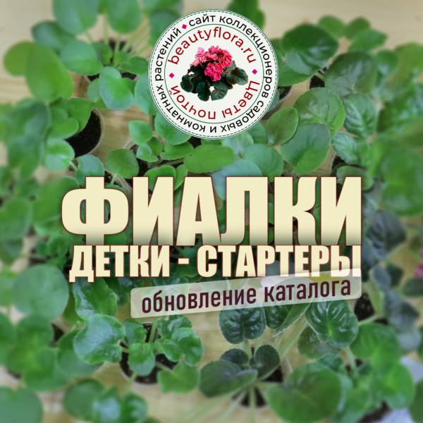 Фиалки Обнова1.png