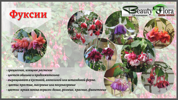 Фуксии.png
