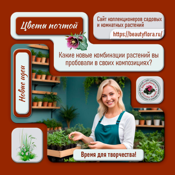 сочный-BF.png