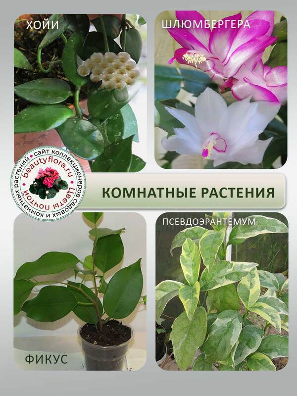 Комнатн2.jpg