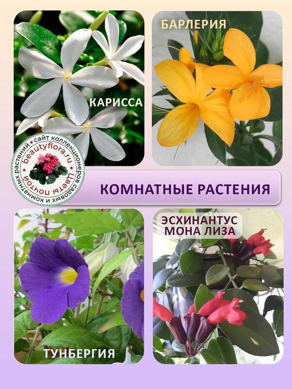 Комнатн1.jpg