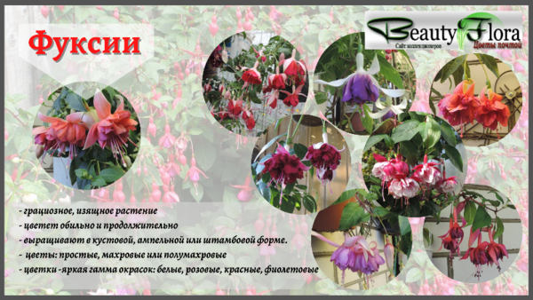 Фуксии.png