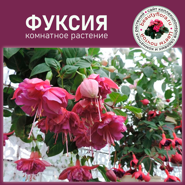 фуксы квадрат.png