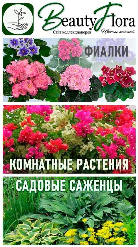 Сайт-2026-05лого.jpg