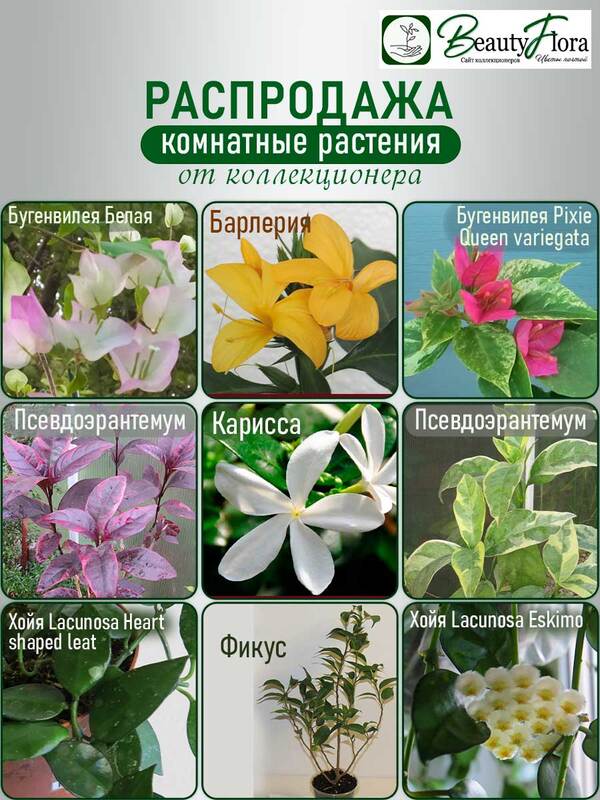 Сетка-комнат-20262.jpg